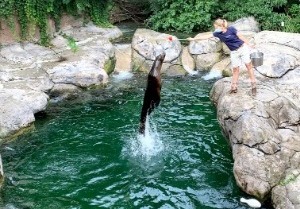 Sealion training at Seneca Park Zoo